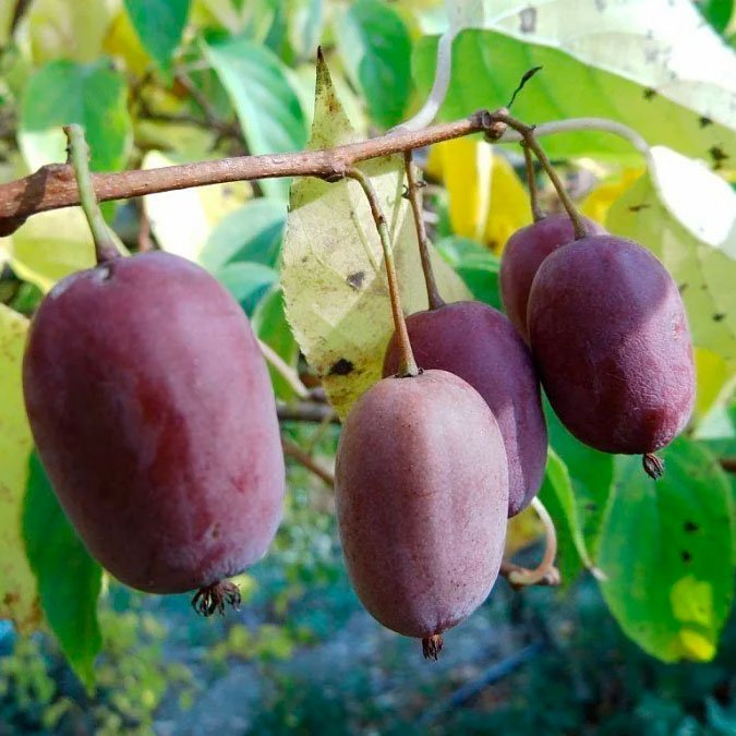 Превью изображения