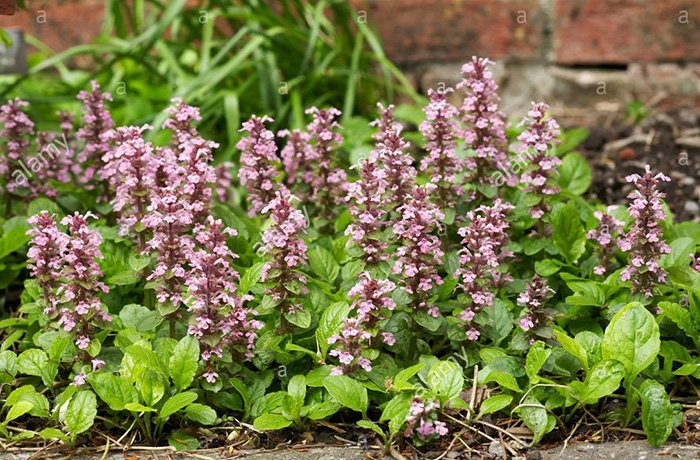 Превью изображения