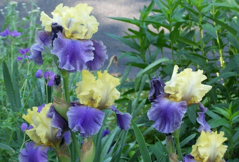 Превью изображения