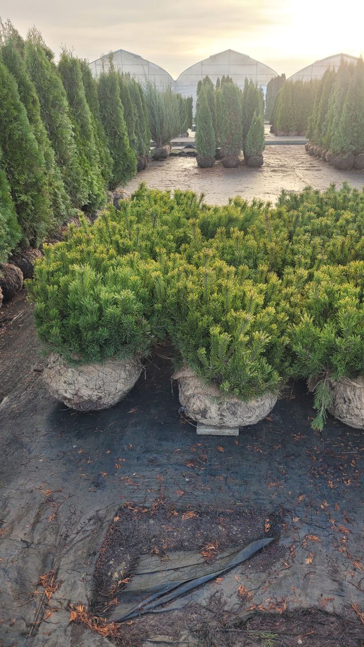 Превью изображения