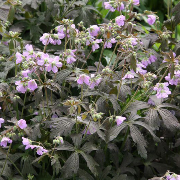 Превью изображения