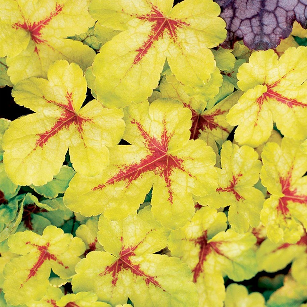 Превью изображения