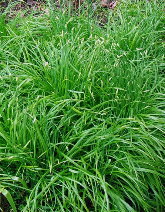 Превью изображения