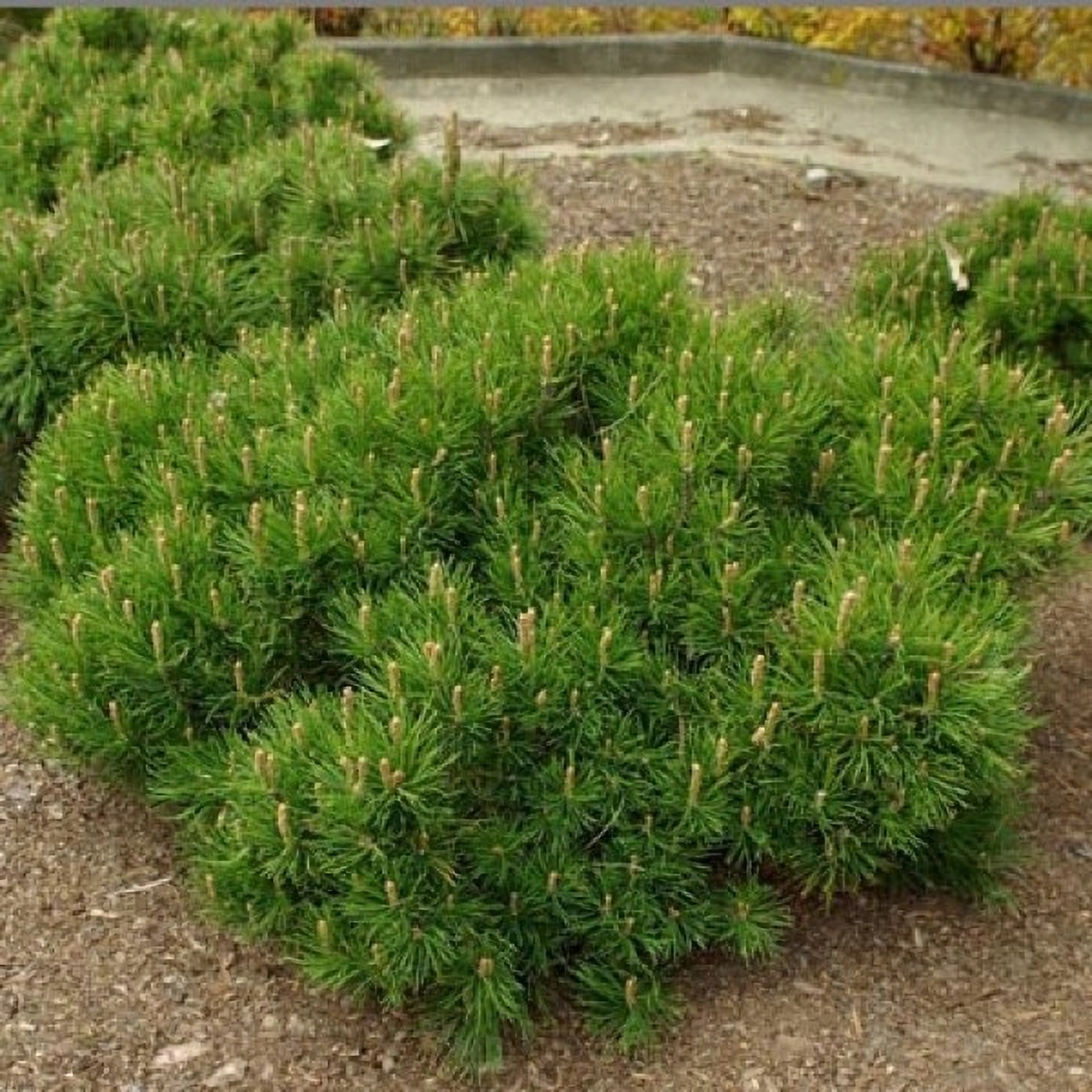 Превью изображения