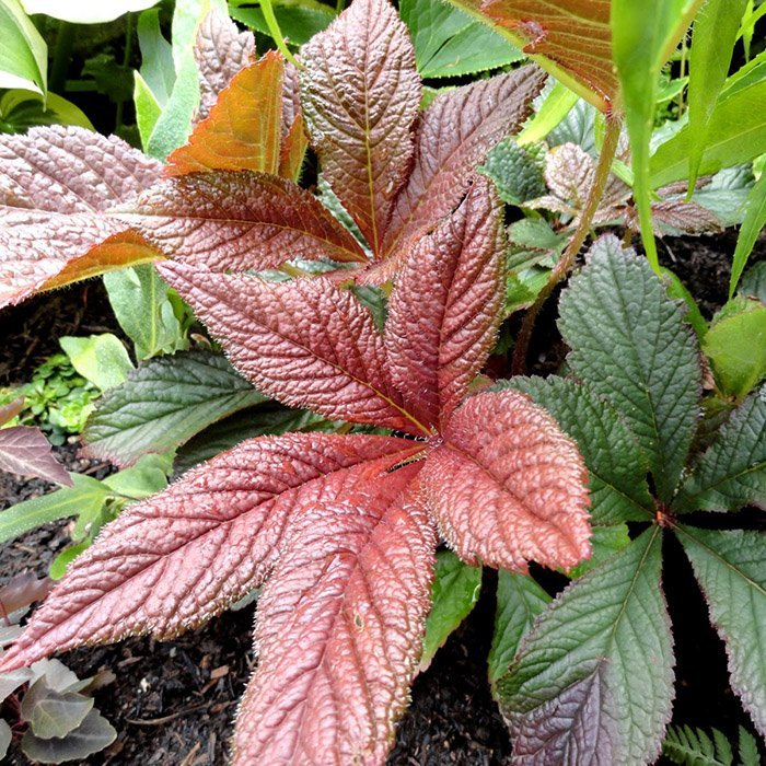 Превью изображения