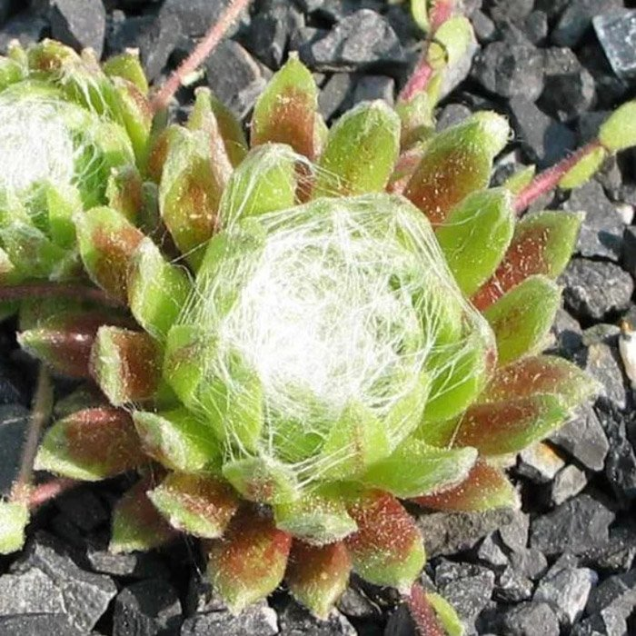 Превью изображения