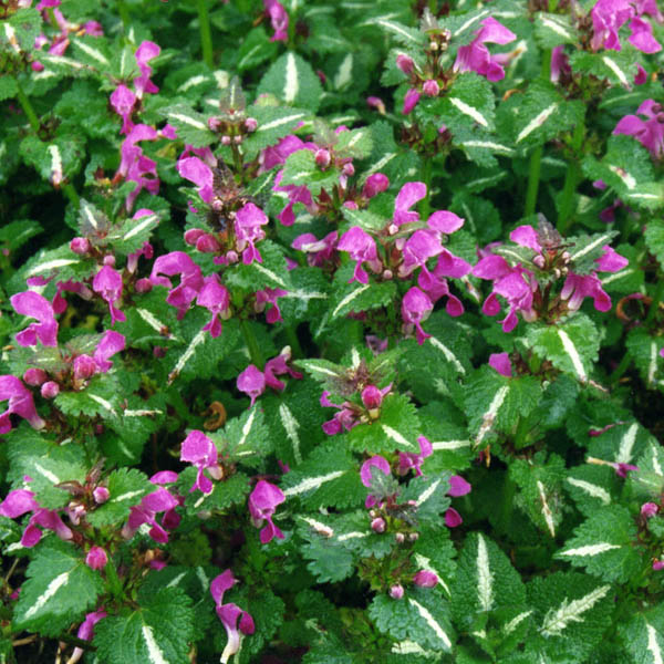 Превью изображения