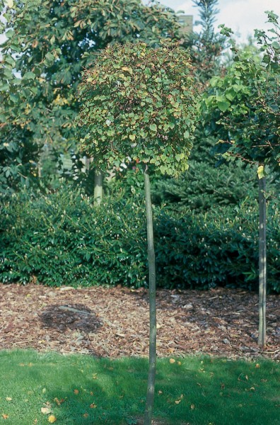 Превью изображения