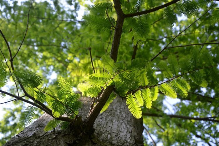 Превью изображения