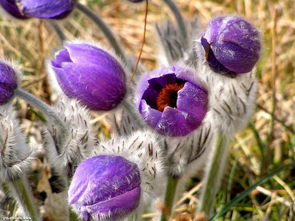 Превью изображения