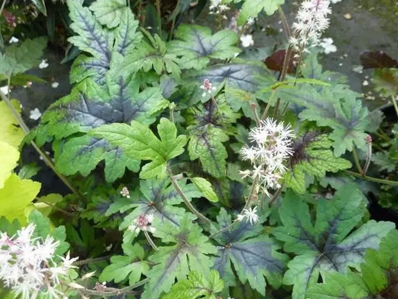 Превью изображения