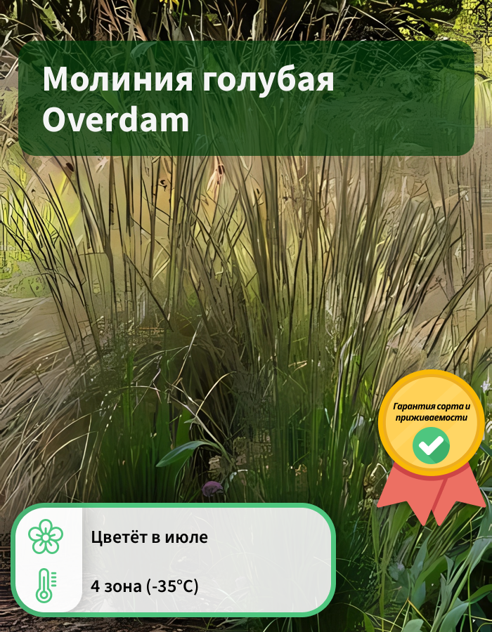 Превью изображения