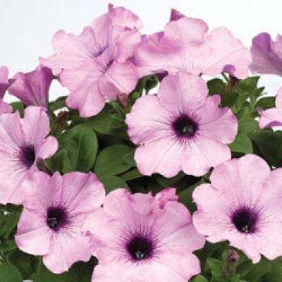 Превью изображения