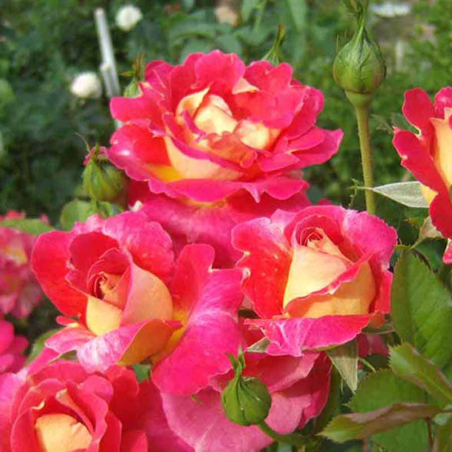 Превью изображения