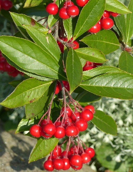 Превью изображения