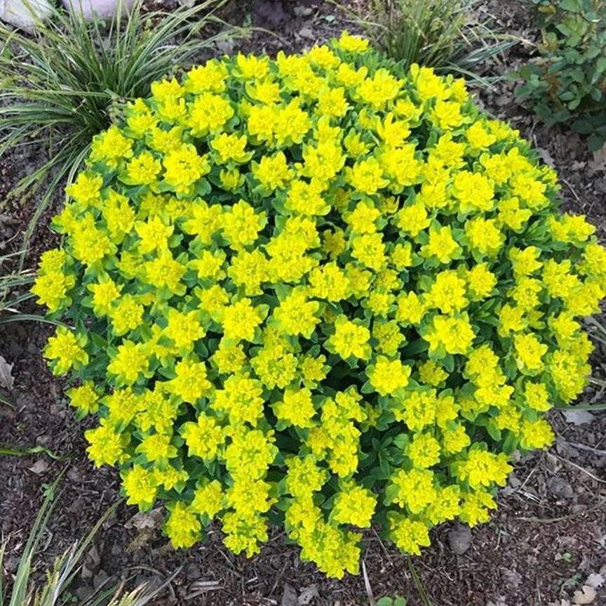 Превью изображения