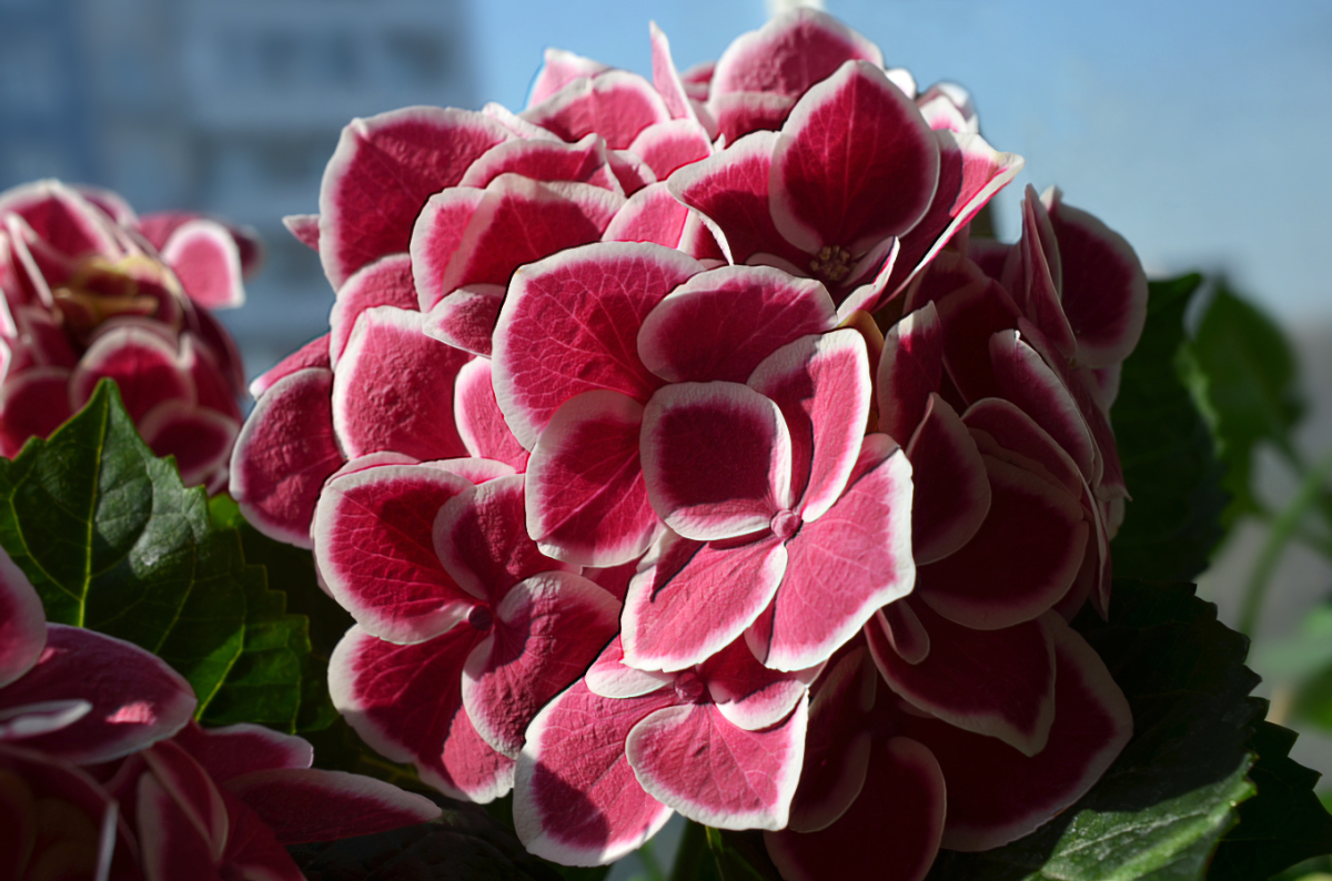 Превью изображения