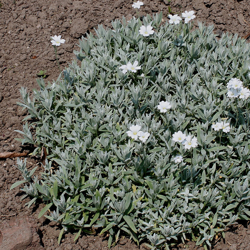 Превью изображения