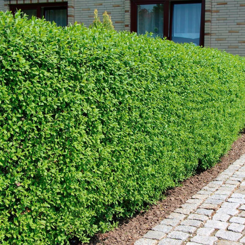 Превью изображения