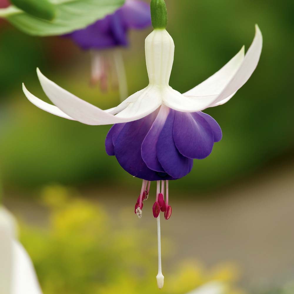 Превью изображения