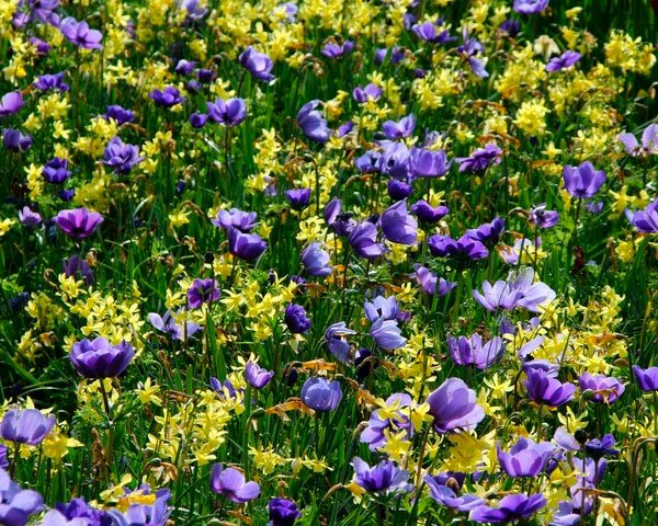 Превью изображения