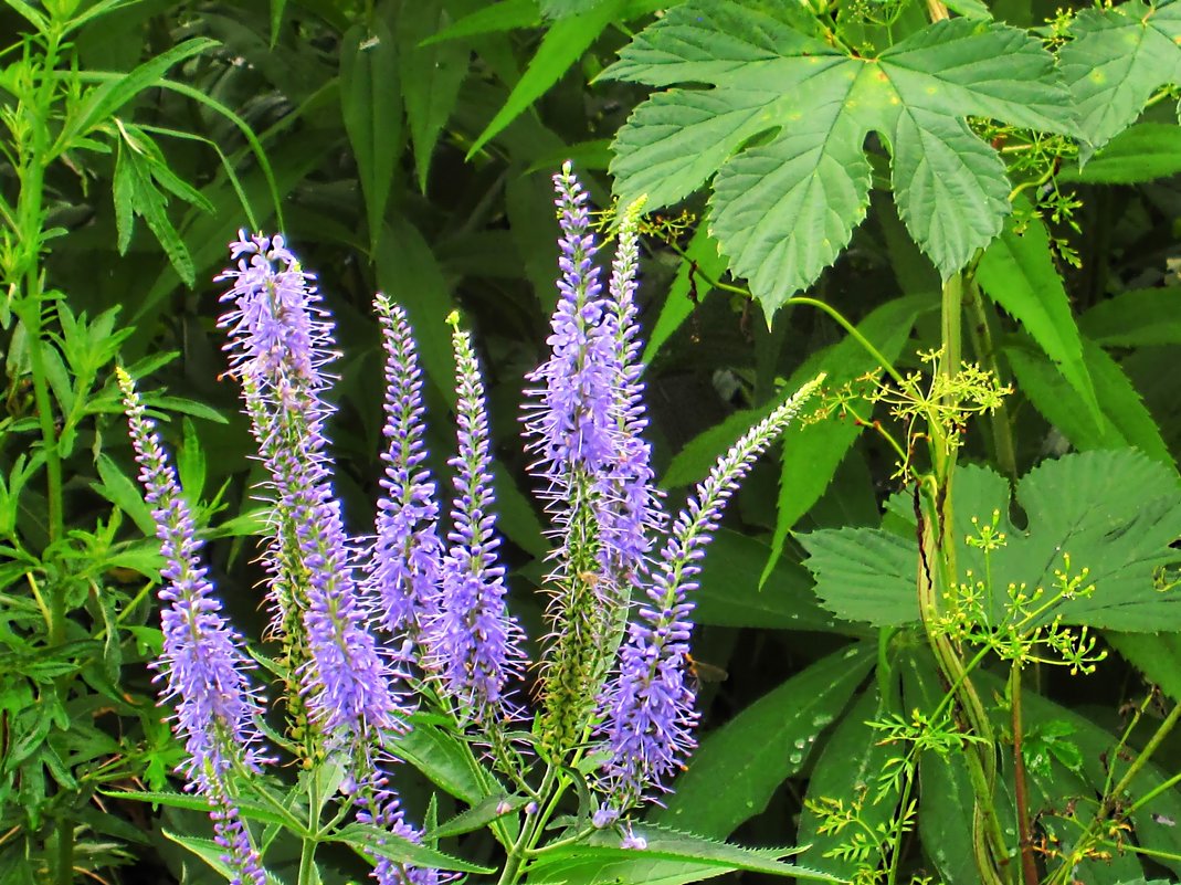 Превью изображения