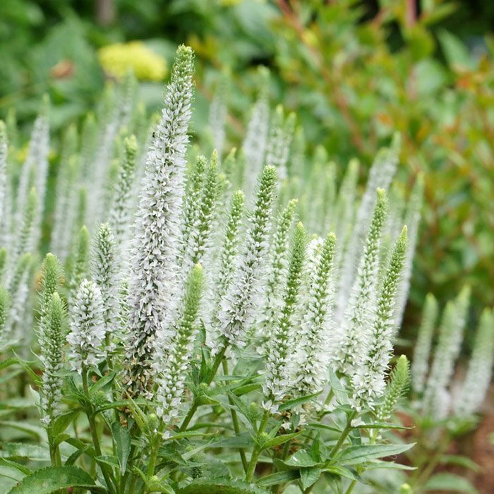 Превью изображения