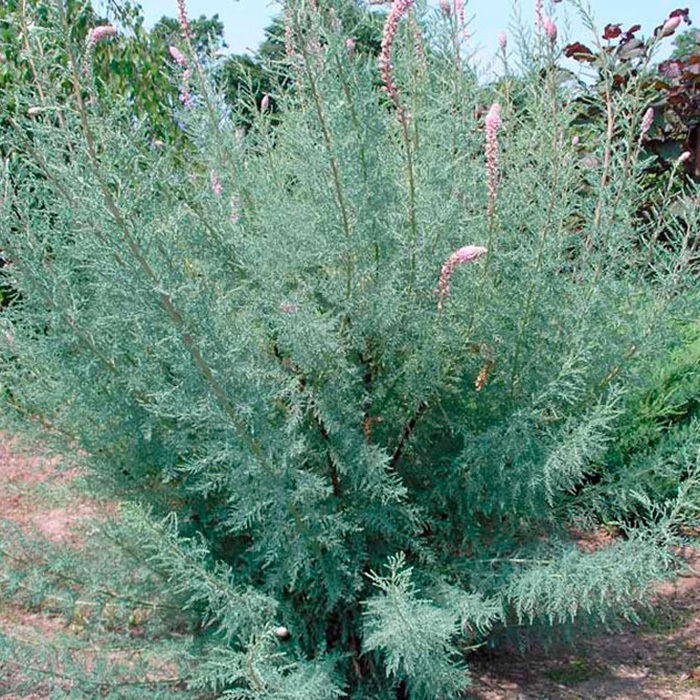 Превью изображения