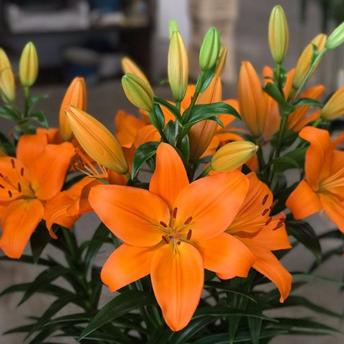 Превью изображения