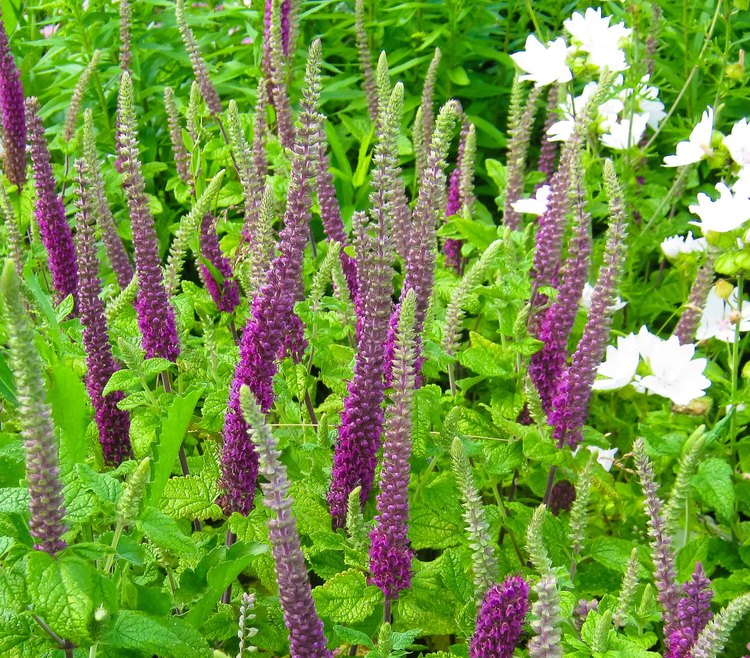 Превью изображения