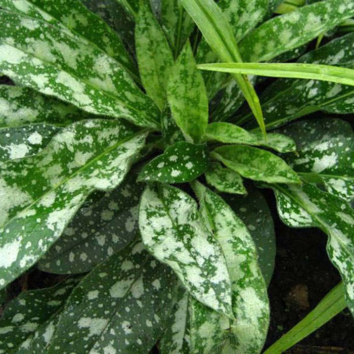 Превью изображения