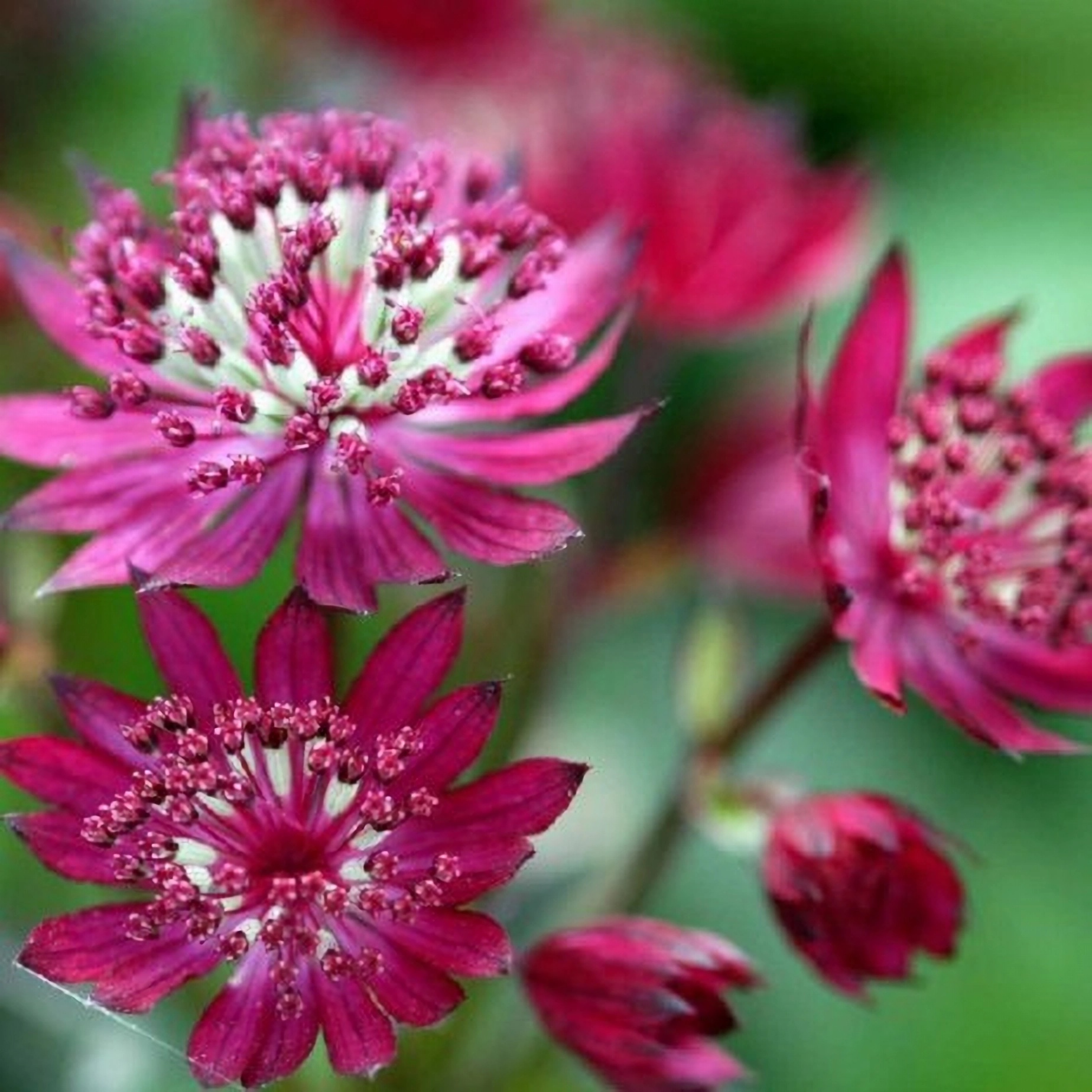 Превью изображения