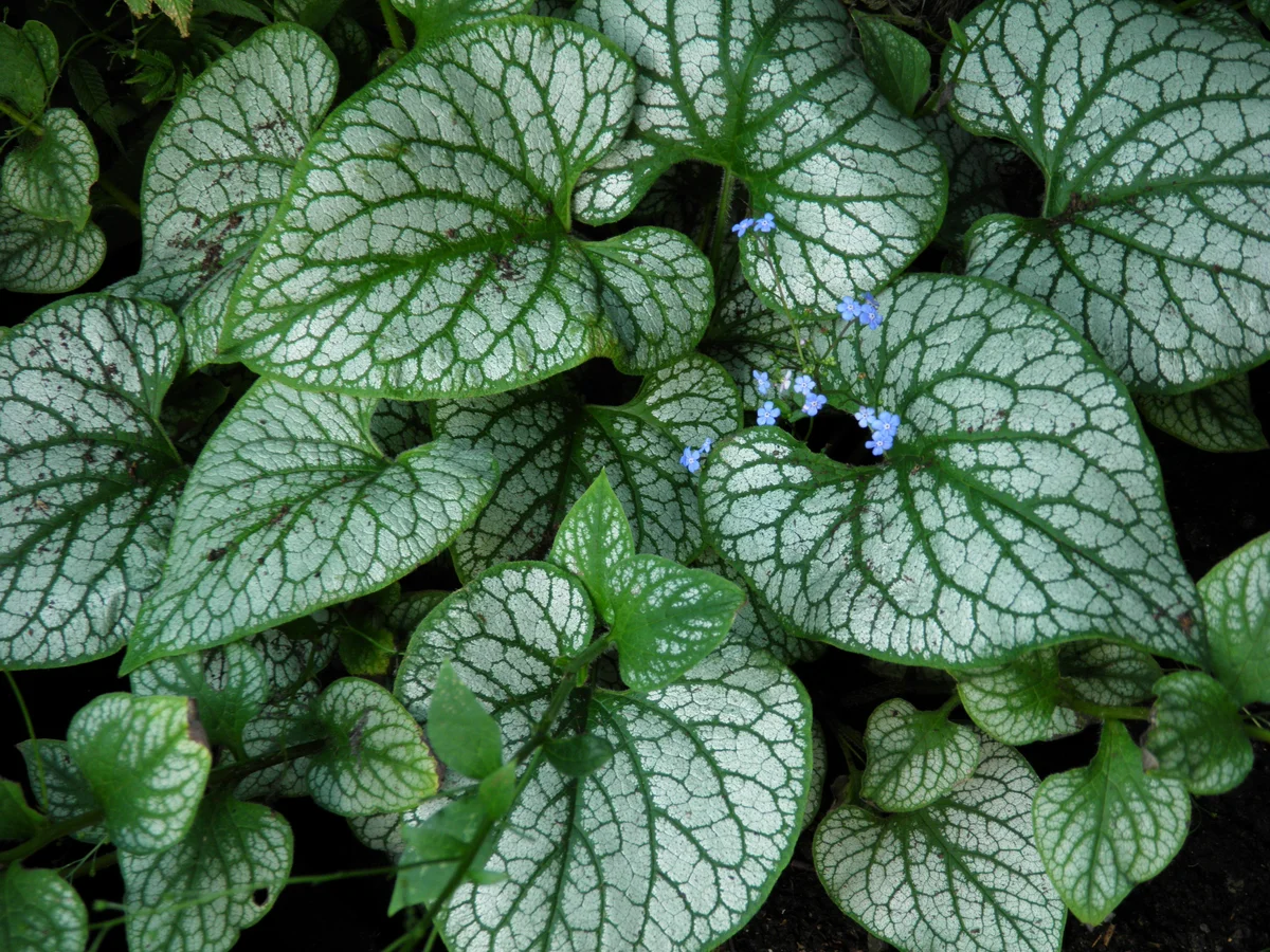 Превью изображения