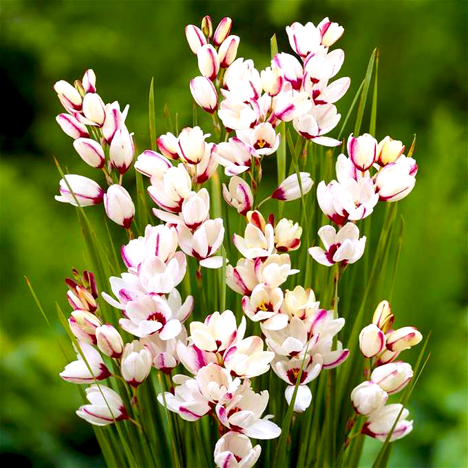 Превью изображения