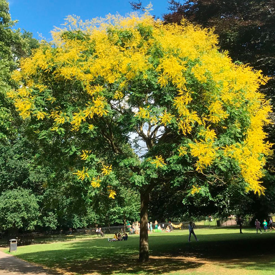 Превью изображения