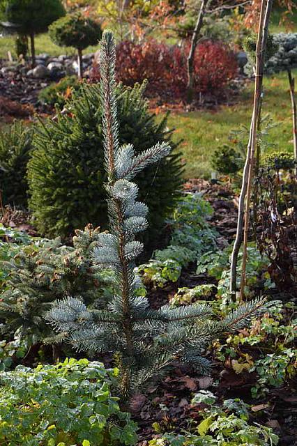 Превью изображения