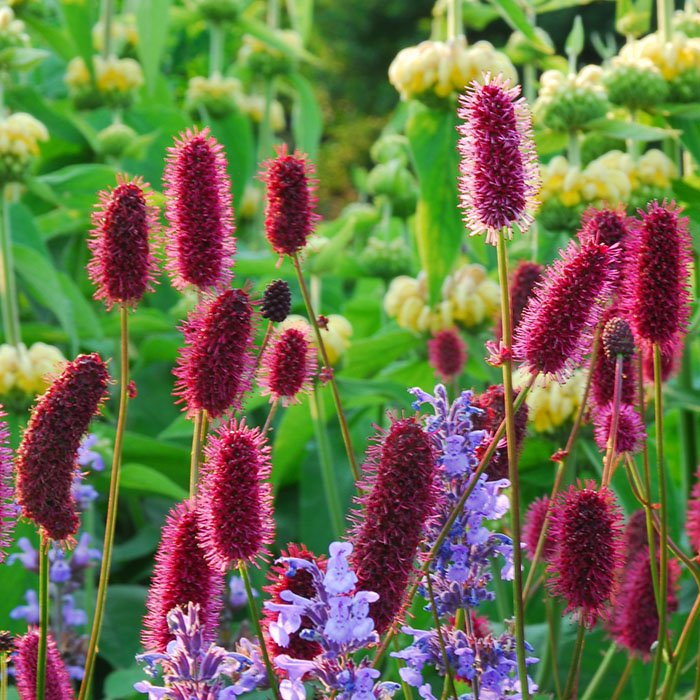 Превью изображения