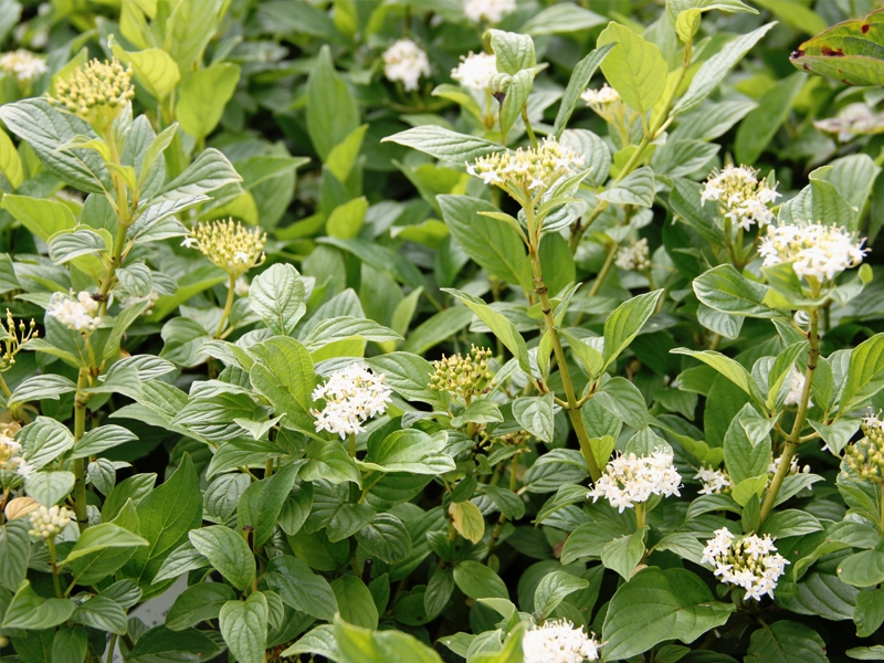 Превью изображения