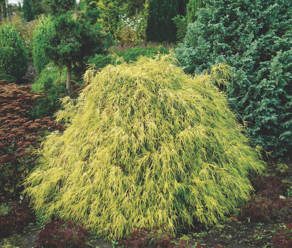 Превью изображения