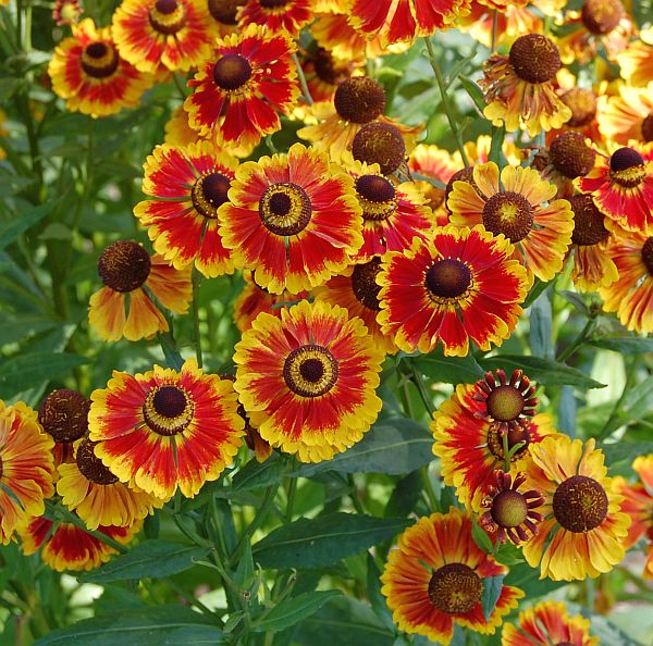 Превью изображения