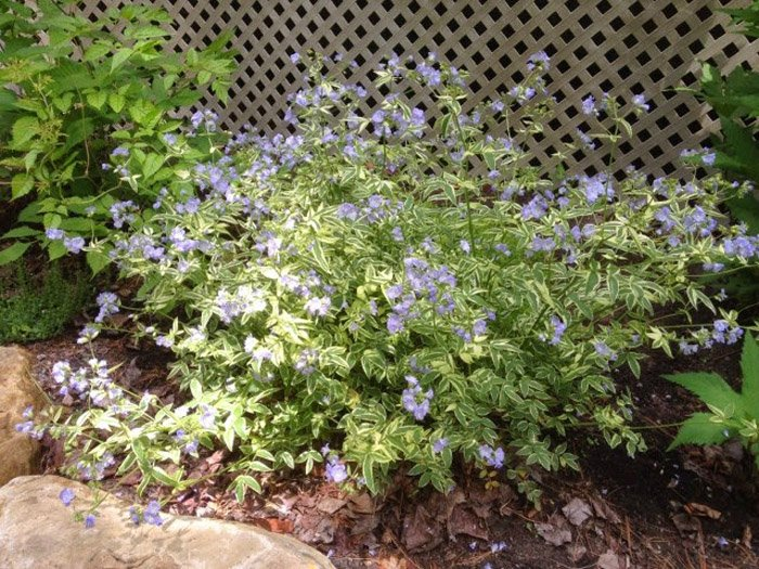 Превью изображения