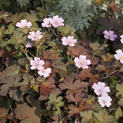 Превью изображения