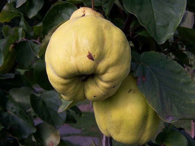 Превью изображения