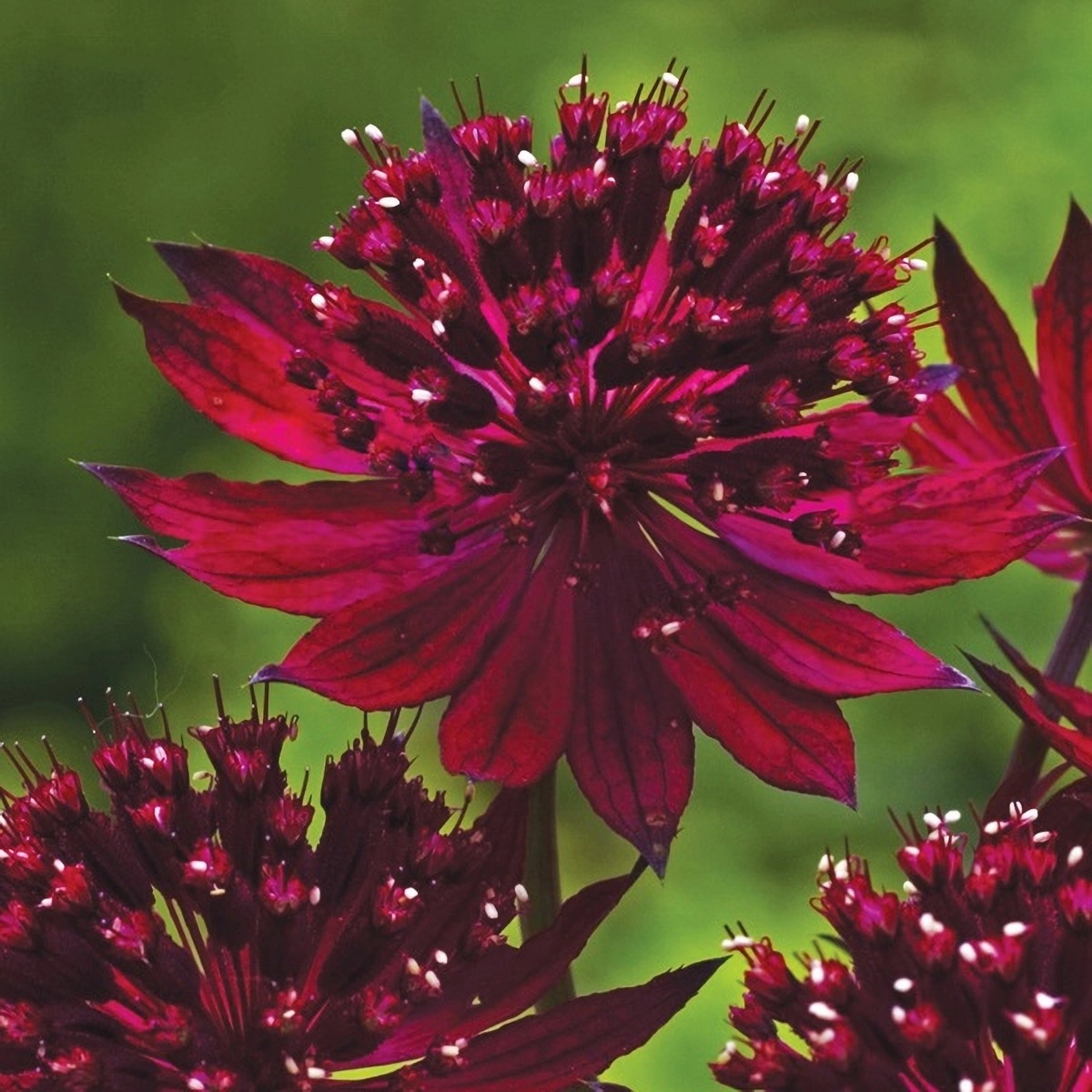 Превью изображения