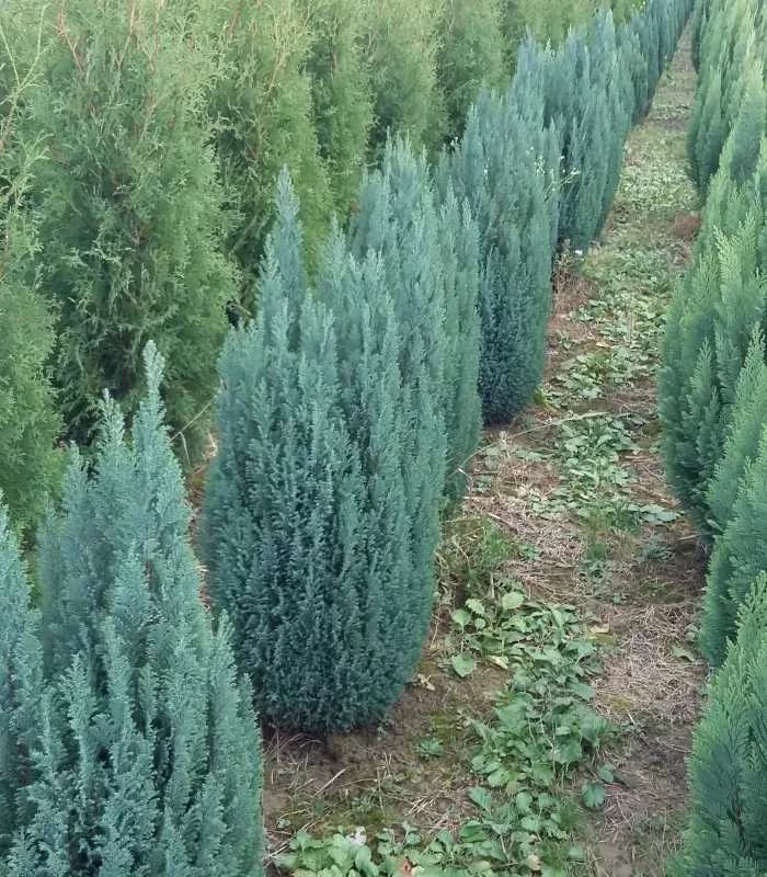 Превью изображения