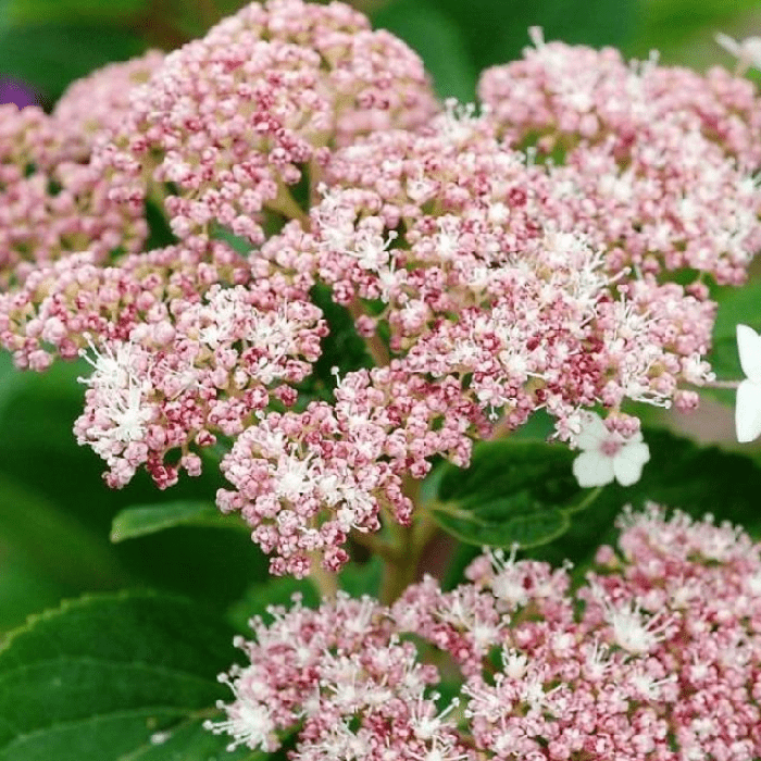 Превью изображения