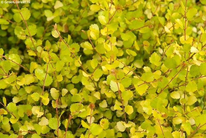 Превью изображения