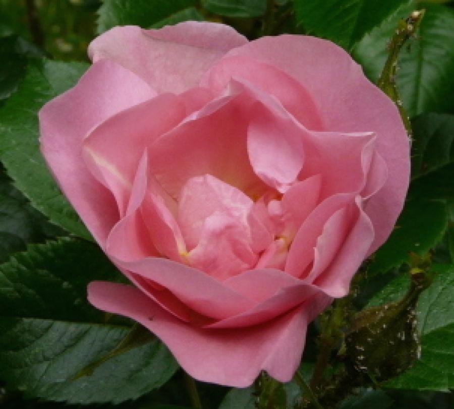 Превью изображения