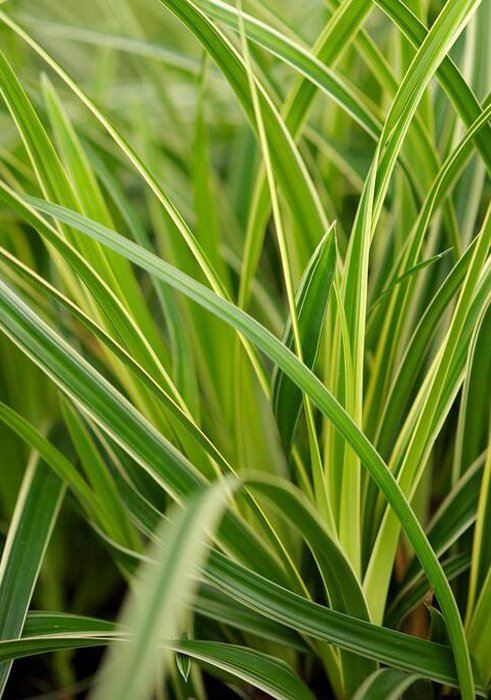 Превью изображения