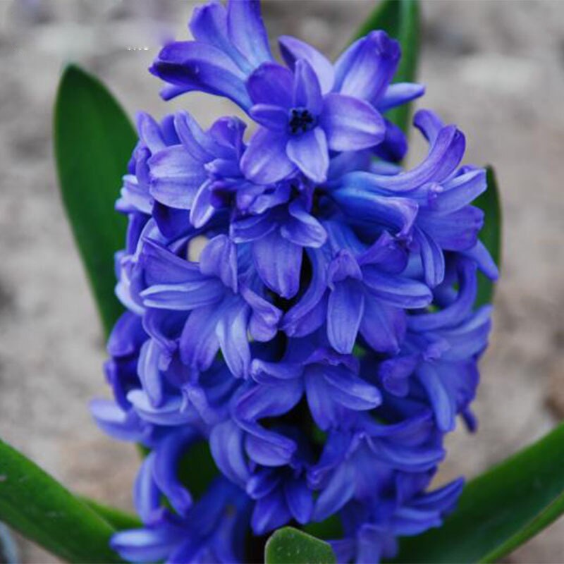 Превью изображения